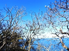 Pseudobombax palmeri