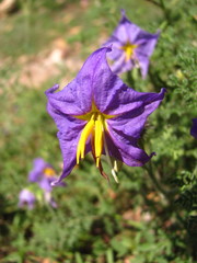 Solanum citrullifolium
