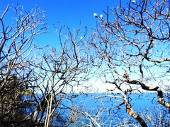 Pseudobombax palmeri