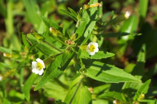 Gratiola neglecta