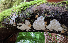 Dentipellicula leptodon