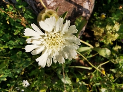 Lomelosia prolifera