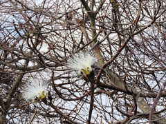 Pseudobombax palmeri