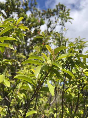 Santalum freycinetianum observed 2026-05-28