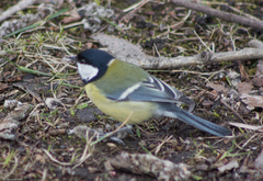 Parus major