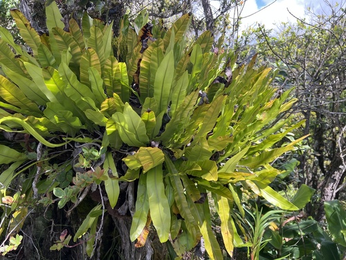 Elaphoglossum aemulum observed 2026-05-28