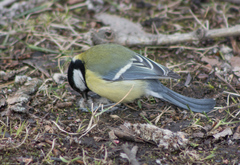 Parus major