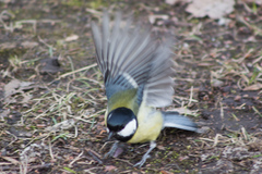 Parus major
