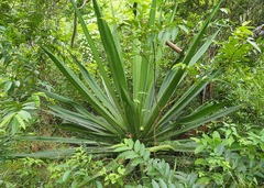 Furcraea hexapetala