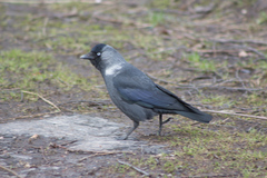 Corvus monedula