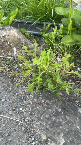 prickly lettuce