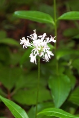 Marshallia trinervia