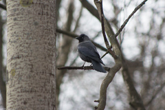 Corvus monedula