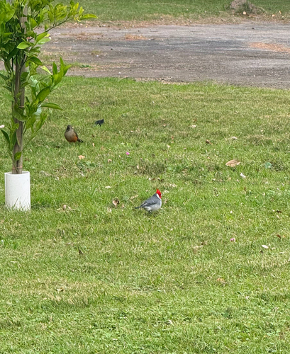 Red-crested Cardinal