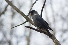 Corvus monedula