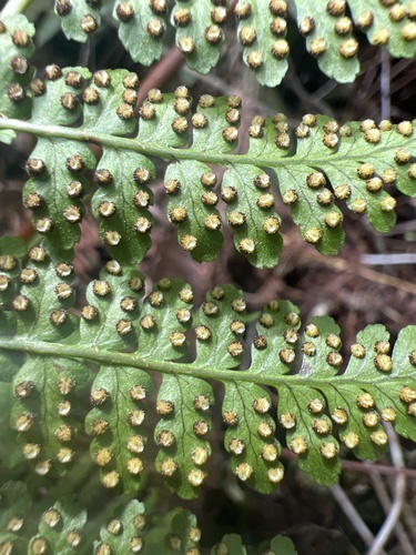 Dryopteris glabra observed 2026-05-28