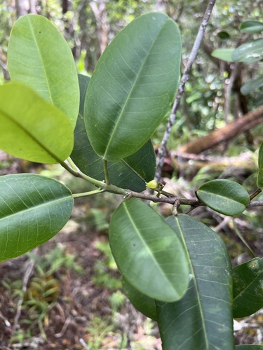 Melicope anisata observed 2026-05-28