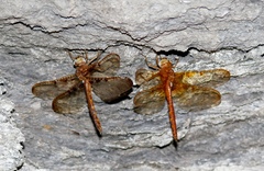 Neurocordulia xanthosoma