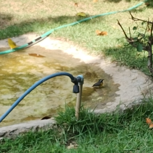 Bananaquit