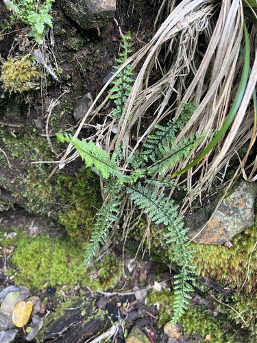 Asplenium macraei observed 2026-05-28