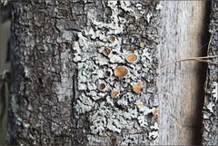 Austroparmelina pseudorelicina