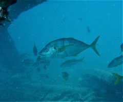 Pseudocaranx dentex