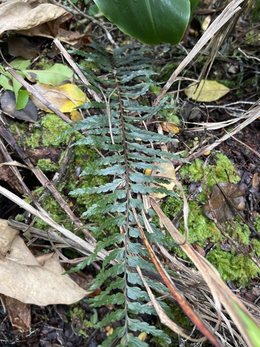 Asplenium horridum observed 2026-05-28