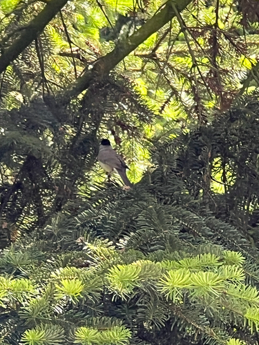 Eurasian Blackcap