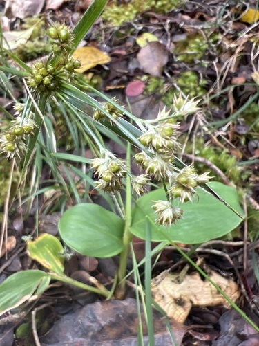 Luzula hawaiiensis observed 2026-05-28