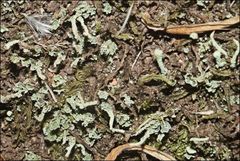 Cladonia rigida