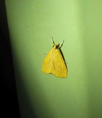 Hyalobathra brevialis
