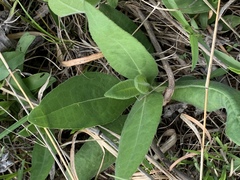 Helianthus mollis