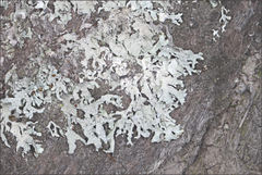 Hypogymnia subphysodes