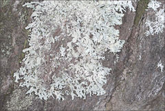 Hypogymnia subphysodes