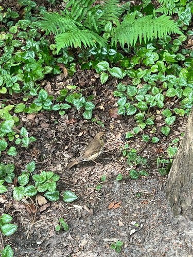 Song Thrush