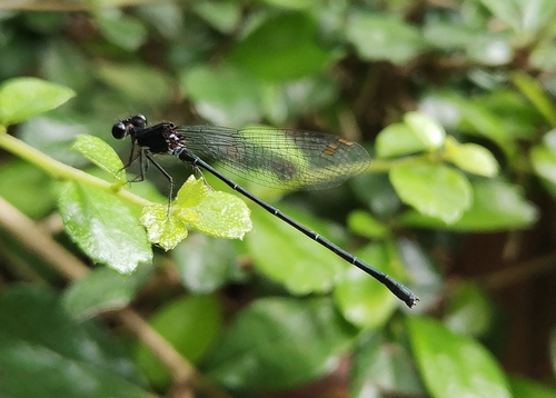 Marsh Dancer photo 4