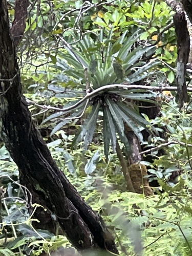 Cyanea leptostegia observed 2026-05-28
