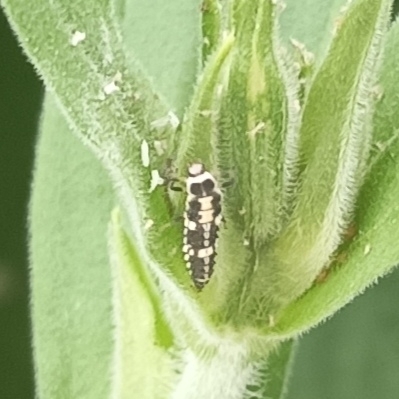 Fourteen-spotted Lady Beetle