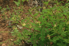 Astragalus propinquus