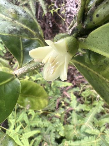 Melicope spathulata observed 2026-05-28