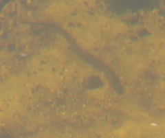Lampetra planeri