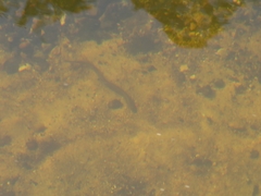 Lampetra planeri