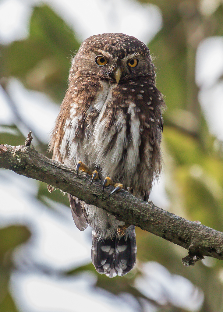 Andean Pygmy-Owl (Glaucidium jardinii) photo