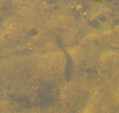 Lampetra planeri
