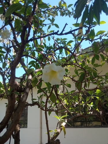Angel's Trumpet