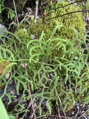 Lycopodium venustulum observed 2026-05-28