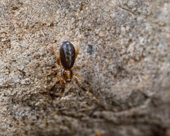 Phrurolithidae