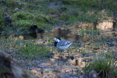Motacilla alba