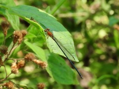 Pseudagrion pruinosum