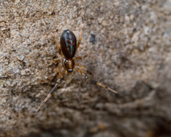 Phrurolithidae